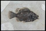 Cockerellites (Priscacara) Fossil Fish - Wyoming #79360-1